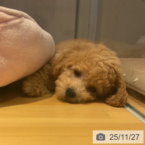 トイ・プードルの写真