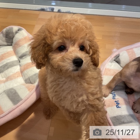 トイ・プードルの写真