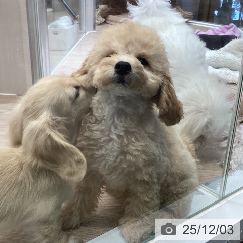 埼玉県のトイプードル(トイ) (ペットプラス 上尾店/2025年9月15日生まれ/女の子/アプリコット)の子犬の3枚目の画像