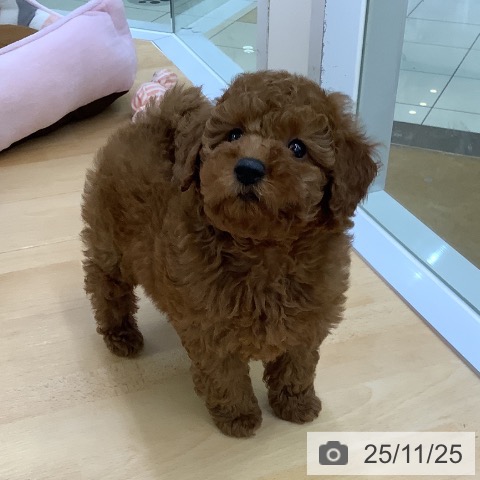 トイ・プードルの写真