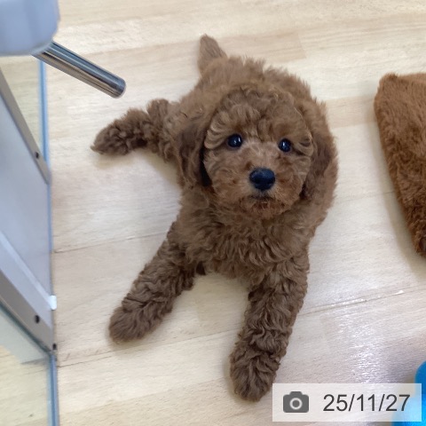 埼玉県のトイプードル(トイ) (ペットプラス 羽生店/2025年9月21日生まれ/男の子/レッド)の子犬の4枚目の画像