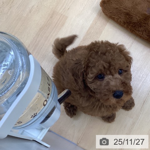 埼玉県のトイプードル(トイ) (ペットプラス 羽生店/2025年9月21日生まれ/男の子/レッド)の子犬の3枚目の画像