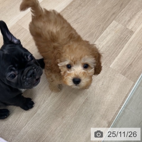 トイ・プードルの写真