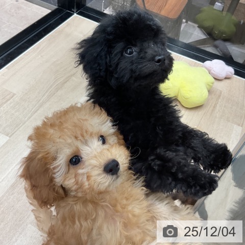 神奈川県のトイプードル(トイ) (ペットプラス 武蔵小杉店/2025年9月16日生まれ/女の子/アプリコット)の子犬の4枚目の画像