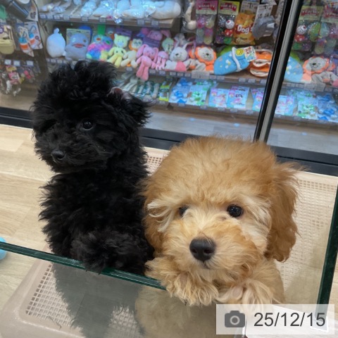 神奈川県のトイプードル(トイ) (ペットプラス 武蔵小杉店/2025年9月16日生まれ/女の子/アプリコット)の子犬の3枚目の画像