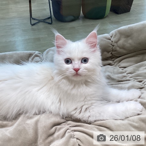 宮城県のサイベリアン (ペットプラス 仙台泉大沢店/2025年9月7日生まれ/男の子/レッドリンクスポイント)の子猫の4枚目の画像