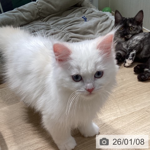 宮城県のサイベリアン (ペットプラス 仙台泉大沢店/2025年9月7日生まれ/男の子/レッドリンクスポイント)の子猫の3枚目の画像