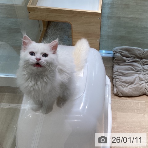 宮城県のサイベリアン (ペットプラス 仙台泉大沢店/2025年9月7日生まれ/男の子/レッドリンクスポイント)の子猫の3枚目の画像