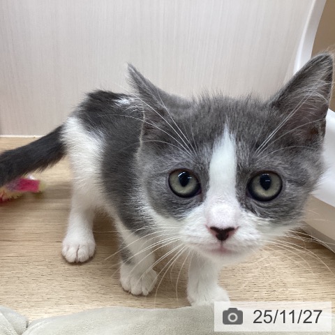 スコティッシュフォールドの写真