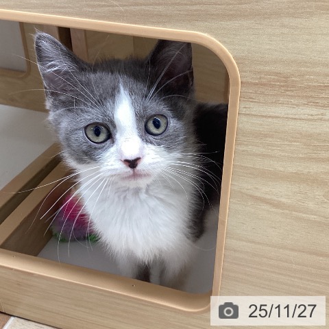 スコティッシュフォールドの写真