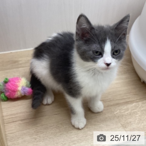 スコティッシュフォールドの写真