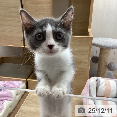 東京都のスコティッシュフォールド (ペットプラス MARK IS 葛飾かなまち店/2025年9月10日生まれ/男の子/ブルーホワイト)の子猫の3枚目の画像