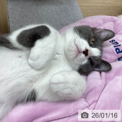 東京都のスコティッシュフォールド (ペットプラス MARK IS 葛飾かなまち店/2025年9月10日生まれ/男の子/ブルーホワイト)の子猫の4枚目の画像