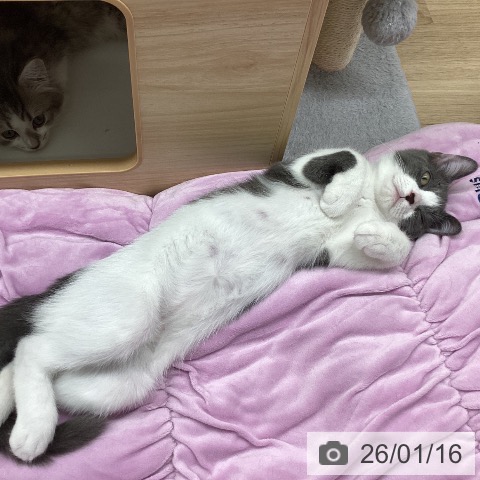 東京都のスコティッシュフォールド (ペットプラス MARK IS 葛飾かなまち店/2025年9月10日生まれ/男の子/ブルーホワイト)の子猫の3枚目の画像