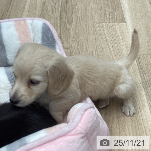 ミニチュア・ダックスフンドの写真