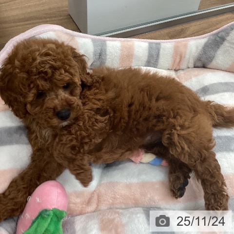 トイ・プードルの写真