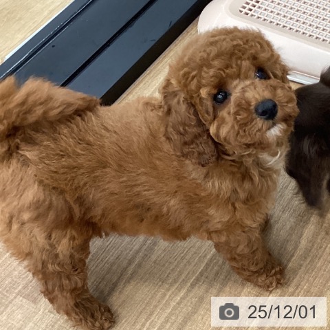 茨城県のトイプードル(トイ) (ペッツワン つくば店/2025年9月21日生まれ/女の子/レッド)の子犬の4枚目の画像