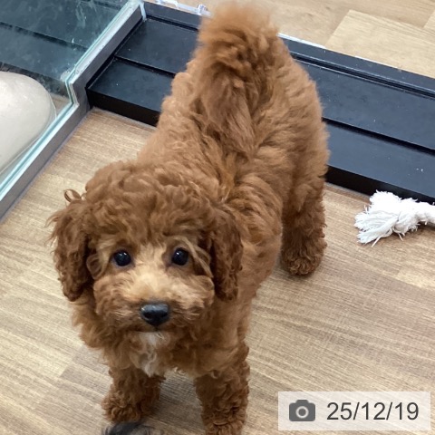 茨城県のトイプードル(トイ) (ペッツワン つくば店/2025年9月21日生まれ/女の子/レッド)の子犬の4枚目の画像