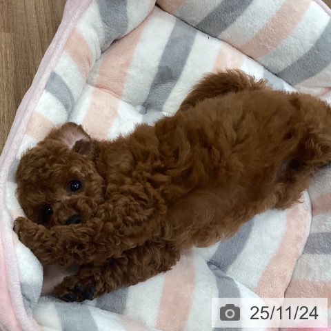 トイ・プードルの写真