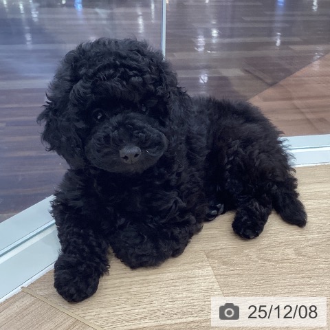 埼玉県のトイプードル(トイ) (ペットプラス イオンモール春日部店/2025年9月21日生まれ/女の子/ブラック)の子犬の4枚目の画像