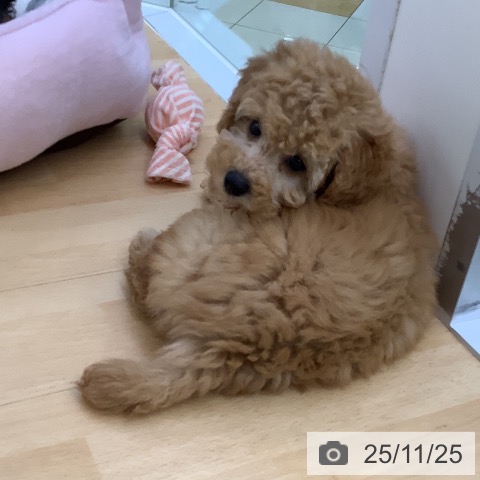 トイ・プードルの写真