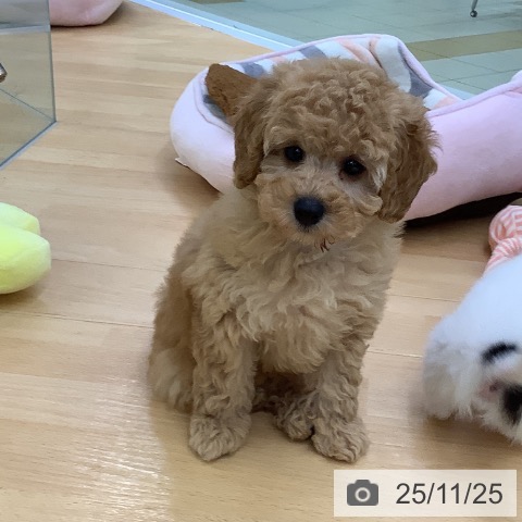 トイ・プードルの写真