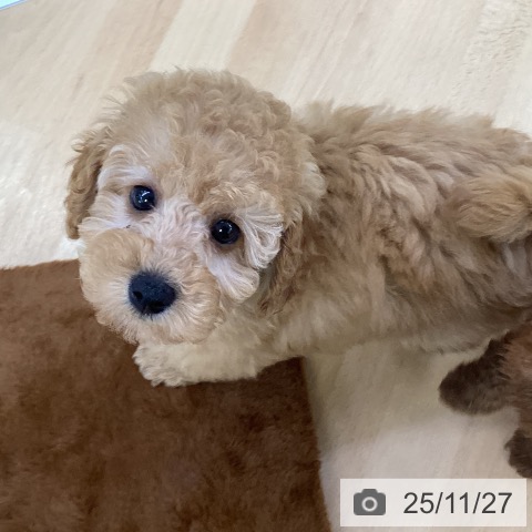 埼玉県のトイプードル(トイ) (ペットプラス 羽生店/2025年9月21日生まれ/女の子/アプリコット)の子犬の4枚目の画像