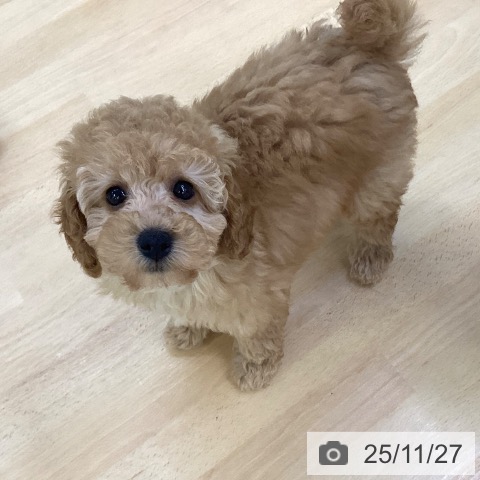 埼玉県のトイプードル(トイ) (ペットプラス 羽生店/2025年9月21日生まれ/女の子/アプリコット)の子犬の3枚目の画像