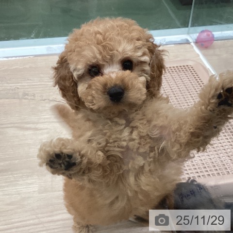 群馬県のトイプードル(トイ) (ペットプラス イオンモール太田店/2025年9月21日生まれ/女の子/アプリコット)の子犬の3枚目の画像