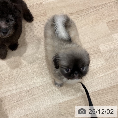 群馬県のペキニーズ (ペットプラス イオンモール太田店/2025年9月20日生まれ/男の子/フォーン)の子犬の4枚目の画像