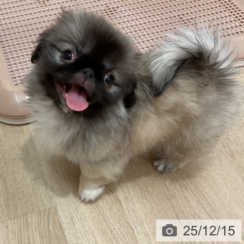 群馬県のペキニーズ (ペットプラス イオンモール太田店/2025年9月20日生まれ/男の子/フォーン)の子犬の3枚目の画像