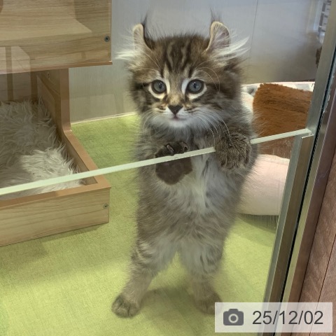 千葉県のアメリカンカール (ペットプラス 幕張新都心店/2025年9月22日生まれ/男の子/ブラウンタビー)の子猫の3枚目の画像