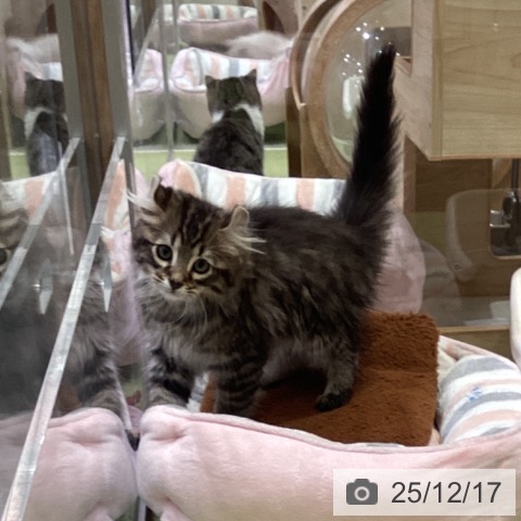 千葉県のアメリカンカール (ペットプラス 幕張新都心店/2025年9月22日生まれ/男の子/ブラウンタビー)の子猫の3枚目の画像