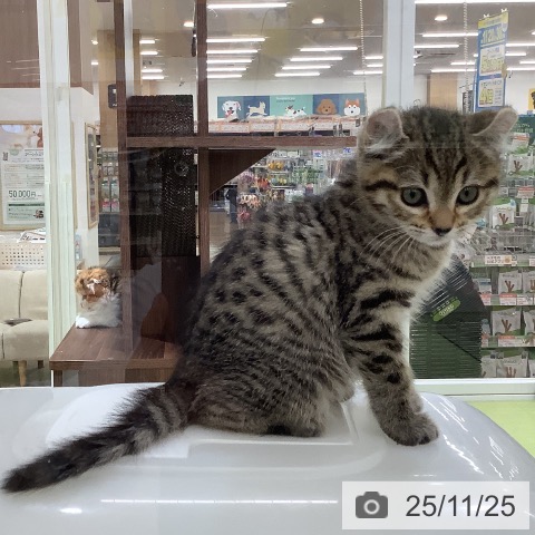 アメリカンカールの写真