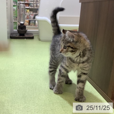 アメリカンカールの写真