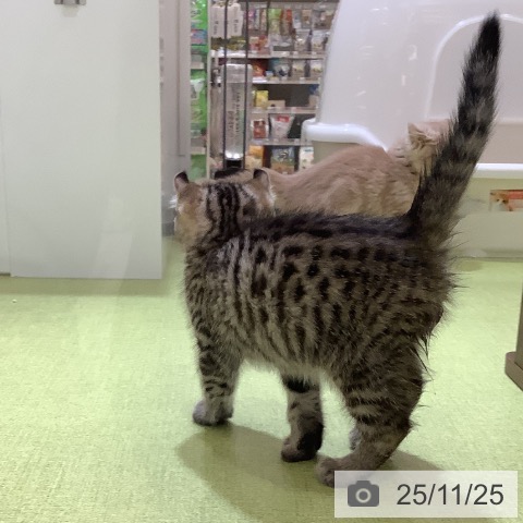 アメリカンカールの写真