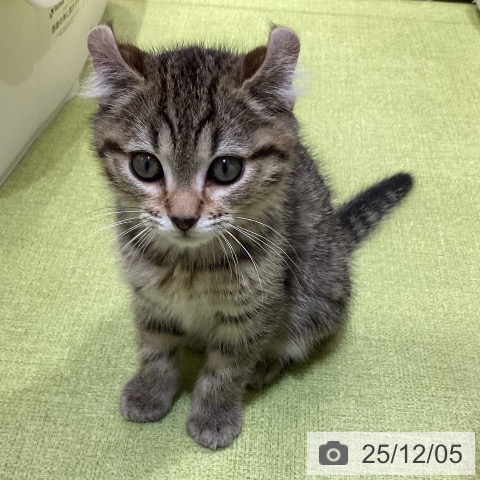 埼玉県のアメリカンカール (ペットプラス 羽生店/2025年9月22日生まれ/男の子/ブラウンタビー)の子猫の4枚目の画像
