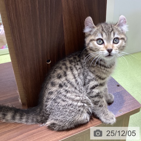 埼玉県のアメリカンカール (ペットプラス 羽生店/2025年9月22日生まれ/男の子/ブラウンタビー)の子猫の3枚目の画像