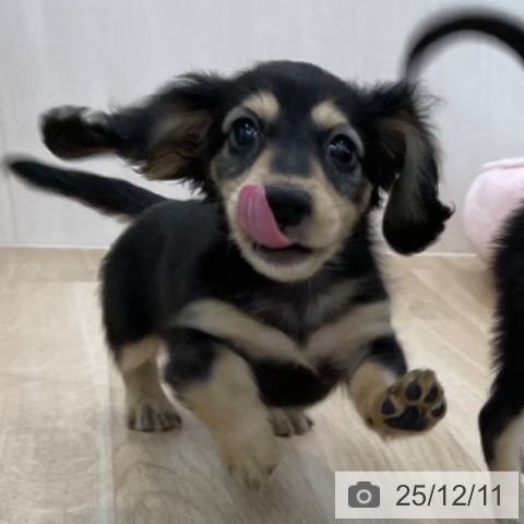 神奈川県のカニンヘンダックスフンド(ロング) (ペットプラス 相模原並木店/2025年9月20日生まれ/男の子/ブラックイエロー)の子犬の4枚目の画像