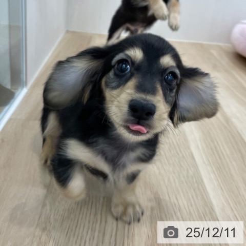 神奈川県のカニンヘンダックスフンド(ロング) (ペットプラス 相模原並木店/2025年9月20日生まれ/男の子/ブラックイエロー)の子犬の3枚目の画像