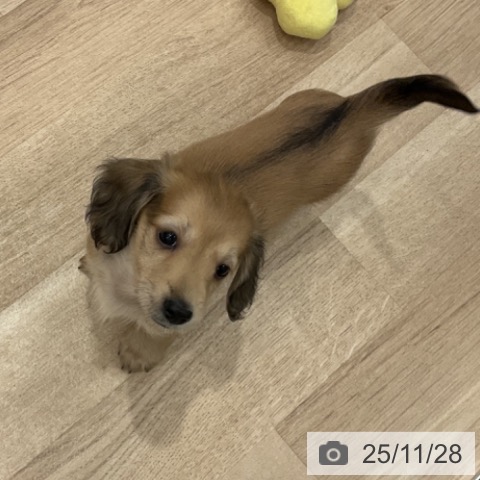 群馬県のカニンヘンダックスフンド(ロング) (ペットプラス イオンモール太田店/2025年9月20日生まれ/女の子/シェーデットイエロー)の子犬の4枚目の画像