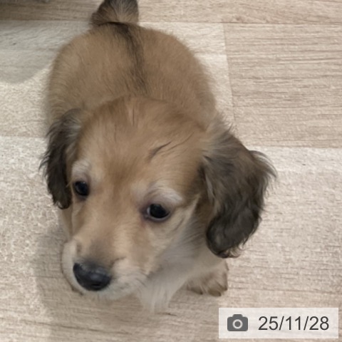 群馬県のカニンヘンダックスフンド(ロング) (ペットプラス イオンモール太田店/2025年9月20日生まれ/女の子/シェーデットイエロー)の子犬の3枚目の画像