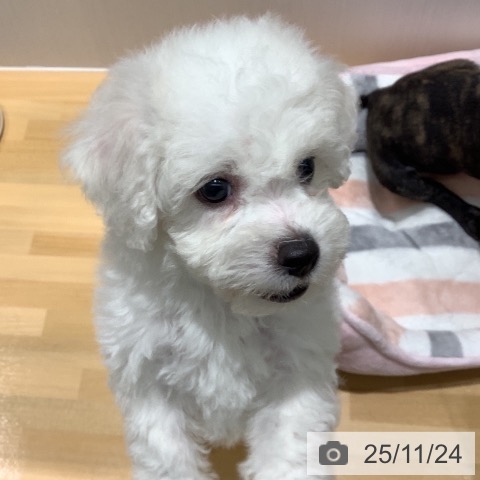 ビション・フリーゼの写真