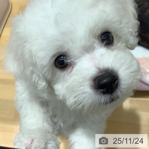 ビション・フリーゼの写真