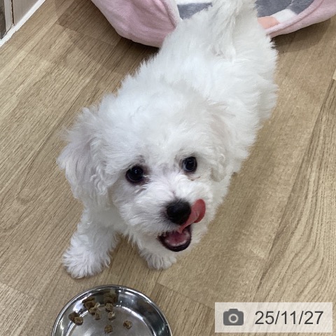 ビション・フリーゼの写真