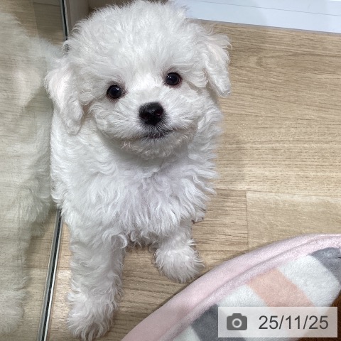 ビション・フリーゼの写真