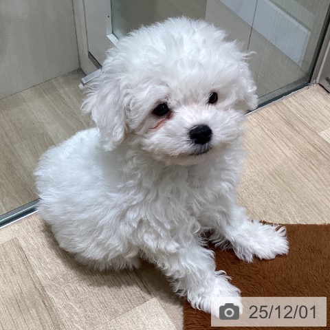 ビション・フリーゼの写真