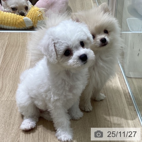 ビション・フリーゼの写真