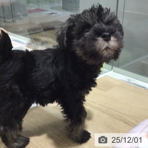 ミニチュア・シュナウザーの写真