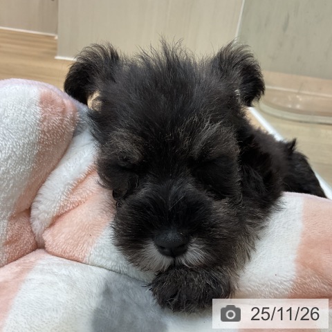 ミニチュア・シュナウザーの写真